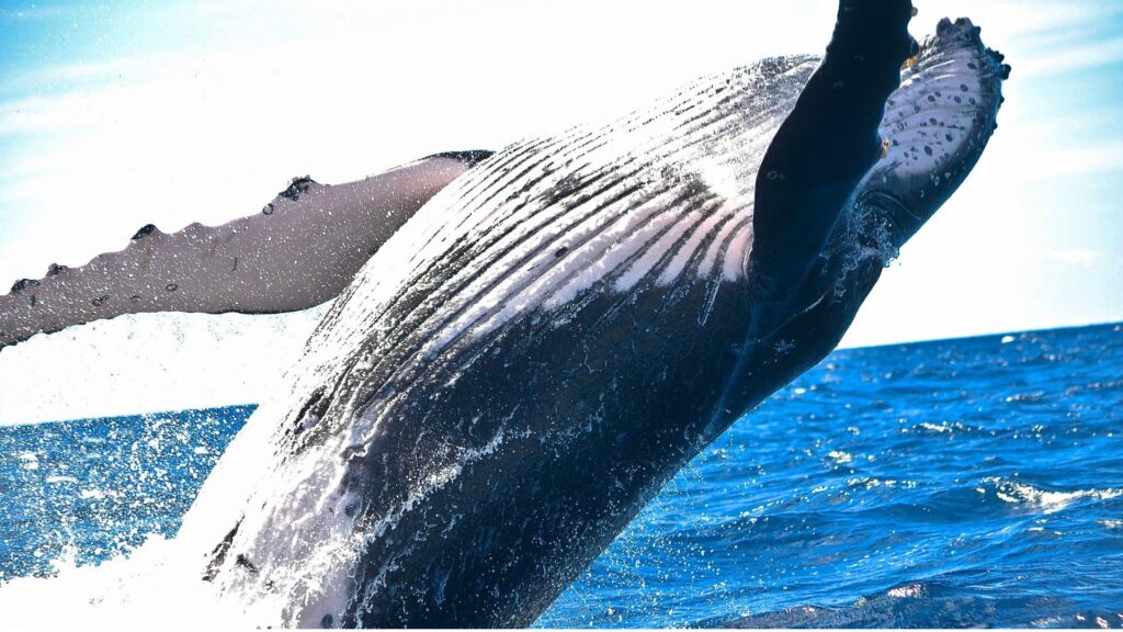 Baleine sautant  // Source : Pixabay