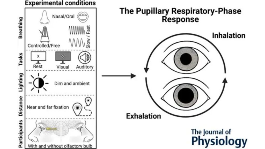 Présentation graphique des résultats de l'étude.  // Source : Journal of Physiology -Les chercheurs 