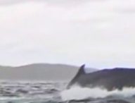 Baleine à côté du kayakiste juste après l'avoir recraché // Source : Capture d'écran vidéo France 2 - JT 20h