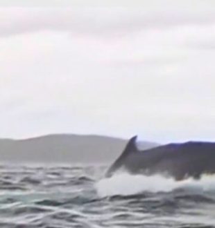 Baleine à côté du kayakiste juste après l'avoir recraché // Source : Capture d'écran vidéo France 2 - JT 20h