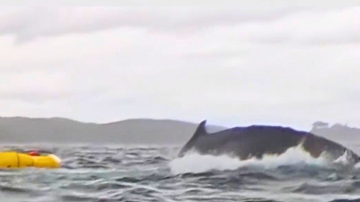 Baleine à côté du kayakiste juste après l'avoir recraché // Source : Capture d'écran vidéo France 2 - JT 20h