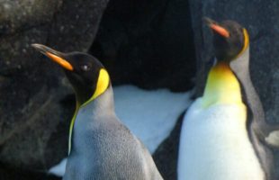 Y aurait-il de l'eau dans le gaz ? // Source : Pexels