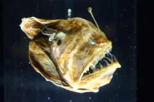 Melanocetus johnsonii, ou baudroie des abysses. // Source : Ryan Somma — Flickr / Wikimédias