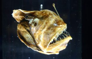 Melanocetus johnsonii, ou baudroie des abysses. // Source : Ryan Somma — Flickr / Wikimédias