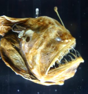 Melanocetus johnsonii, ou baudroie des abysses. // Source : Ryan Somma — Flickr / Wikimédias