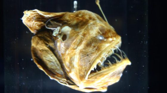 Melanocetus johnsonii, ou baudroie des abysses. // Source : Ryan Somma — Flickr / Wikimédias