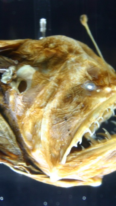 Melanocetus johnsonii, ou baudroie des abysses. // Source : Ryan Somma — Flickr / Wikimédias