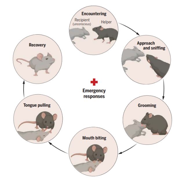 Source : Sun et al., Science, 2025