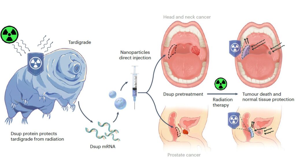 Schéma de la thérapie développée par ces chercheurs. // Source : Kirtane et al., Nature Biomedical Engineering, 2025