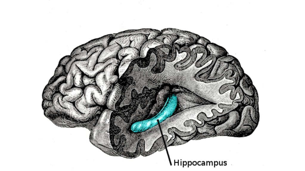 Zone de l'hippocampe dans le cerveau  // Source : Anatomy of the Human Body_ site: Bartleby.com: Gray's Anatomy, Planche 739; auteur Henry Gray