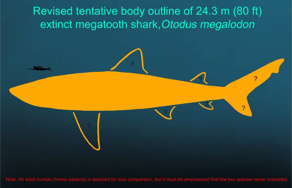 Schéma du mégalodon, mis aux normes de cette nouvelle étude. La petite forme en noir est la représentation d'un humain. // Source : DePaul University/Kenshu Shimada