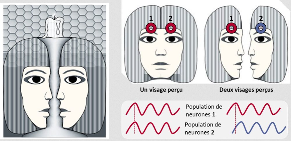 population de neurones