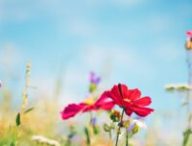 Le printemps est de retour. // Source : Canva (modifié)