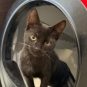 Ti-Punch dans une litière Whisker Litter-Robot 4. // Source : Numerama