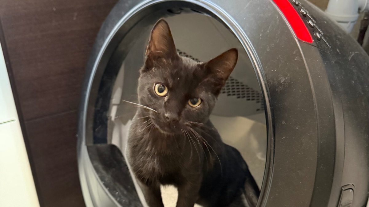 Ti-Punch dans une litière Whisker Litter-Robot 4. // Source : Numerama