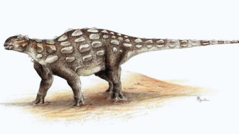 Un nouveau dinosaure a été découvert au Canada : il était « hérissé et cuirassé »