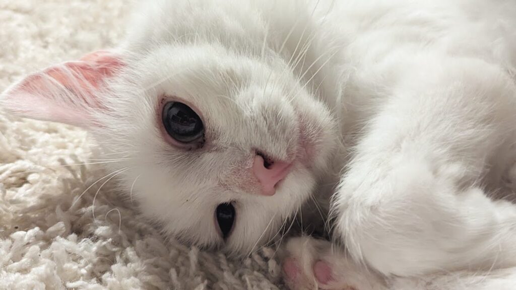 Le chat Ghost, modélisé dans Assassin's Creed Shadows // Source : Compte X de Nik Pantis Le chat Ghost, modélisé dans Assassin's Creed Shadows // Source : Compte X de Nik Pantis
