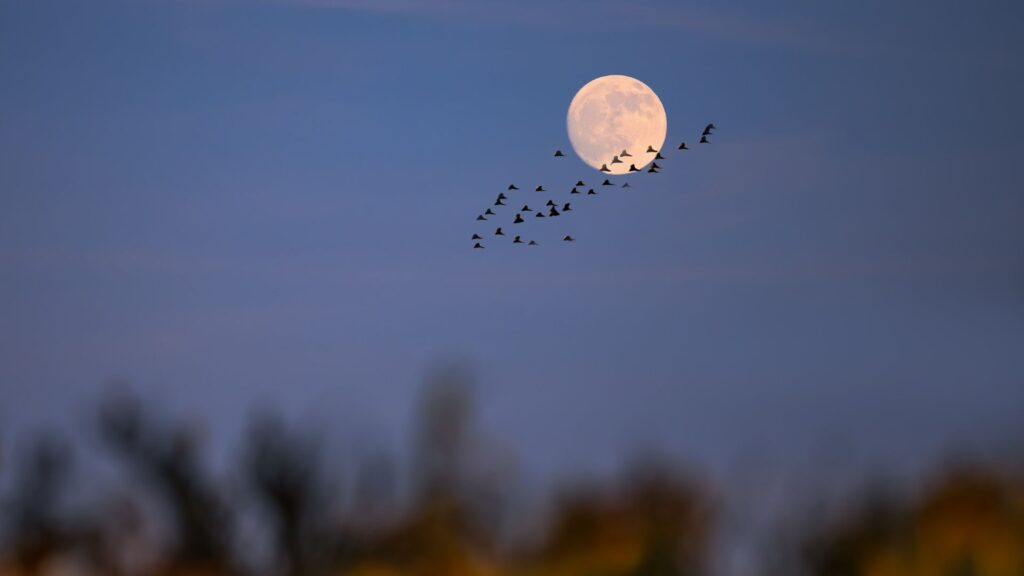 Pleine Lune. // Source : Envato Pleine Lune. // Source : Envato