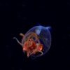 Source : Schmidt Ocean Institute