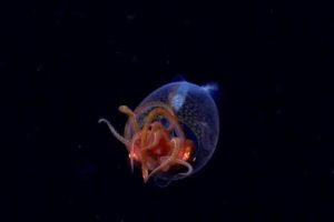 Source : Schmidt Ocean Institute