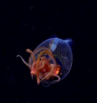 Source : Schmidt Ocean Institute