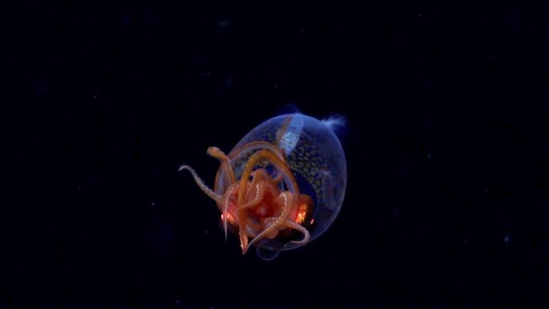 Voilà les toutes premières images d’un calamar colossal provenant des abysses