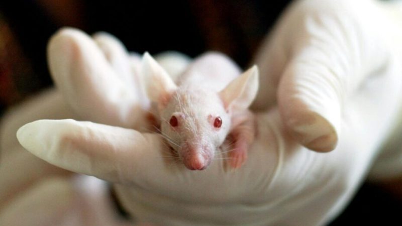 Des animaux de laboratoire abattus à cause de cette décision de Trump ?