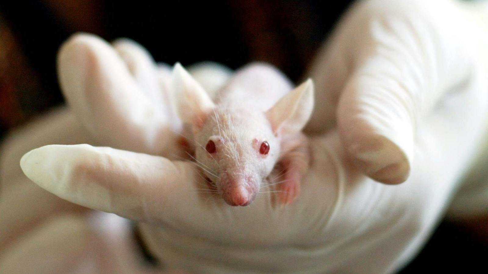 Des animaux de laboratoire abattus à cause de cette décision de Trump ?