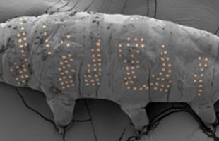 Source : Zhao et al., Nano Lett., 2025