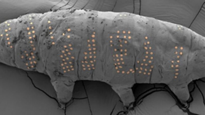 Les scientifiques ont tatoué des tardigrades