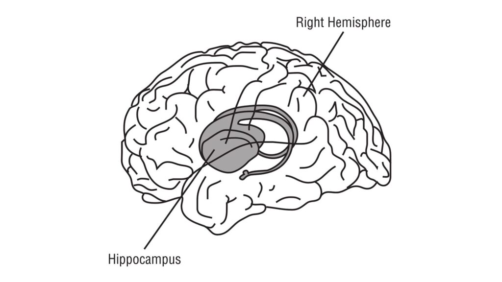 L'hippocampe dans le cerveau // Source : Pixabay_OpenClipart-vectors L'hippocampe dans le cerveau // Source : Pixabay_OpenClipart-vectors