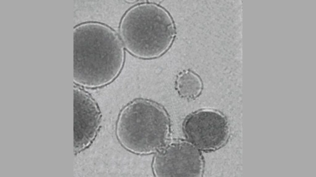 Une image TEM des liposomes sensibles aux basses températures de l'équipe chargés d'un agent de réticulation. // Source : Elham Davoodi and Wei Gao Une image TEM des liposomes sensibles aux basses températures de l'équipe chargés d'un agent de réticulation. // Source : Elham Davoodi and Wei Gao