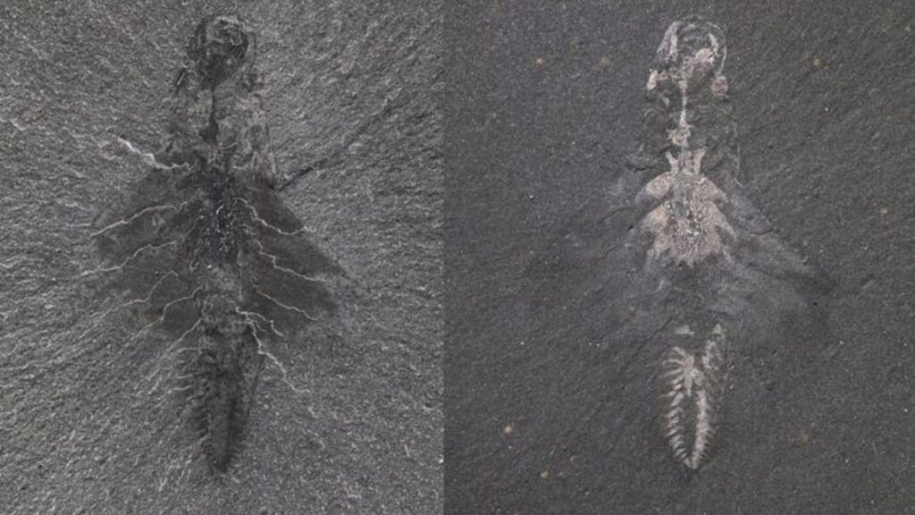 Spécimen fossile de Mosura fentoni. La forme générale du corps est mieux illustrée sur l'image de gauche, tandis que celle de droite montre des traces réfléchissantes de l'intestin, du système circulatoire, des yeux et du système nerveux. // Source : Jean-Bernard Caron © ROM Spécimen fossile de Mosura fentoni. La forme générale du corps est mieux illustrée sur l'image de gauche, tandis que celle de droite montre des traces réfléchissantes de l'intestin, du système circulatoire, des yeux et du système nerveux. // Source : Jean-Bernard Caron © ROM