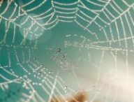 Toile d'araignée  // Source : Pixabay-RuslanSikunov