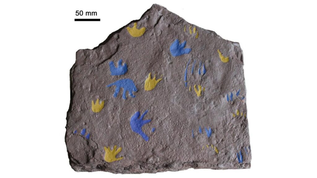 Les empreintes des pattes avant sont représentées en jaune, celles des pattes arrière en bleu. // Source : Grzegorz Niedźwiedzk Les empreintes des pattes avant sont représentées en jaune, celles des pattes arrière en bleu. // Source : Grzegorz Niedźwiedzk