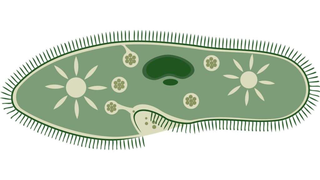 Organisme unicellulaire // Source : openClipart-vector_Pixabay Organisme unicellulaire // Source : openClipart-vector_Pixabay