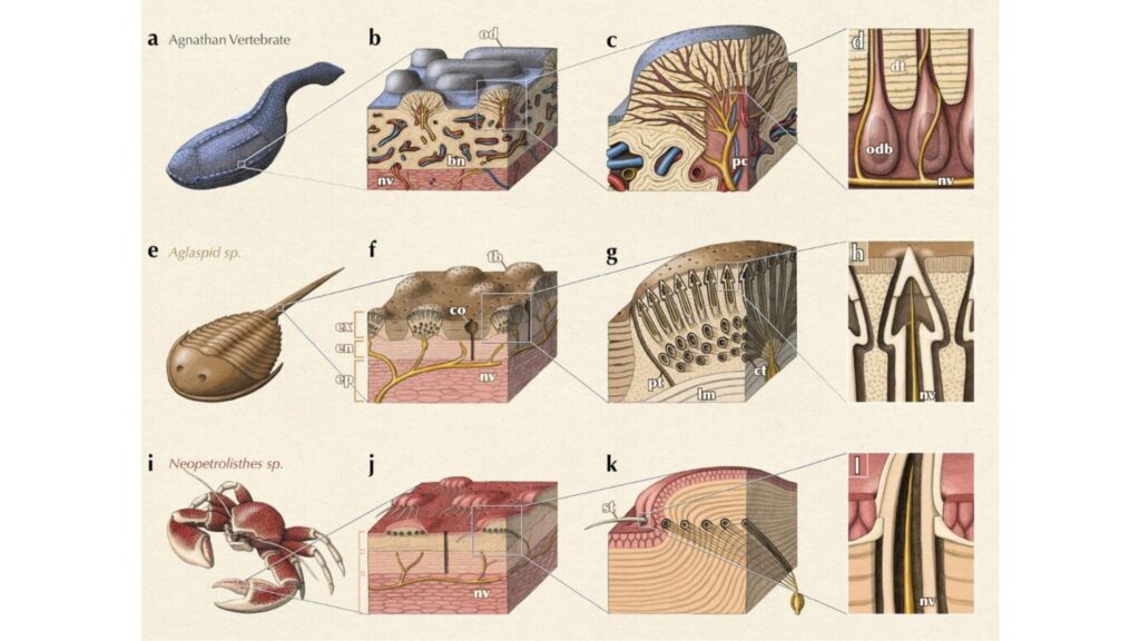 Les anciens poissons vertébrés (rangée du haut), les anciens arthropodes (rangée du milieu) et les arthropodes modernes (rangée du bas) possédaient tous des structures convergentes sur leurs exosquelettes, reliées à des nerfs permettant aux animaux de percevoir leur environnement. // Source : Alex Boersma
