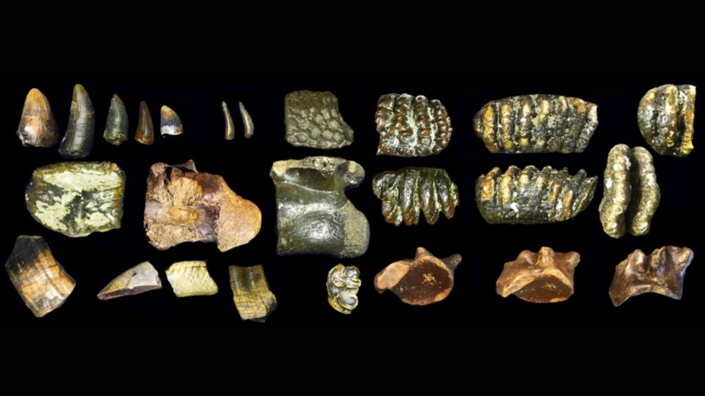 Exemples de fossiles dragués de la mer au large des côtes de Java // Source : Université de Leyden