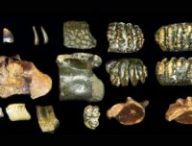 Exemples de fossiles dragués de la mer au large des côtes de Java // Source : Université de Leyden