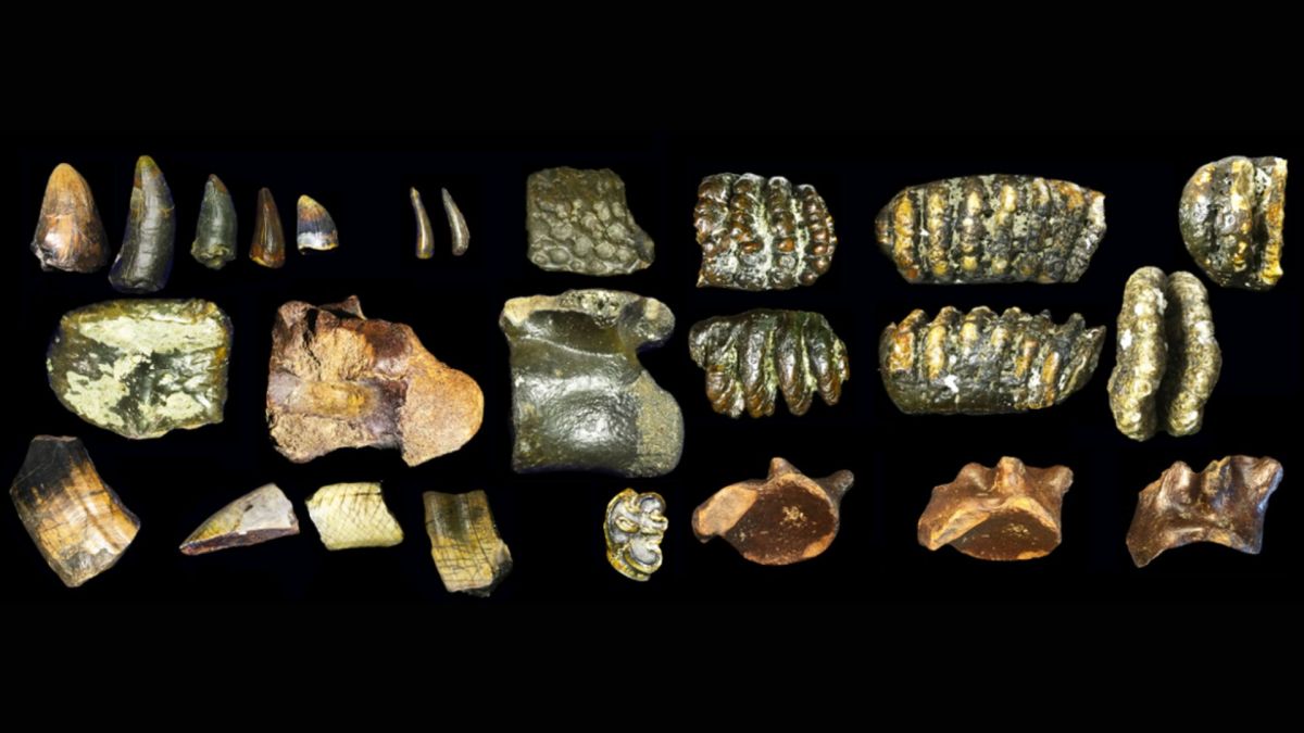 Exemples de fossiles dragués de la mer au large des côtes de Java // Source : Université de Leyden