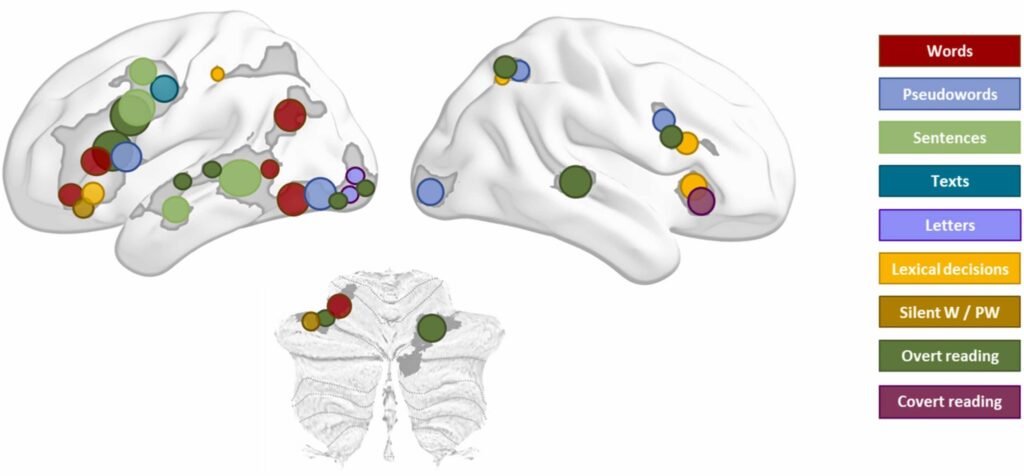 Légende de haut en bas : mots, pseudo-mots, phrases, textes, lettres, décisions lexicales, mots et pseudomots silencieux, lecture attentive, lecture libre. // Source : Neuroscience & Biobehavioral Reviews