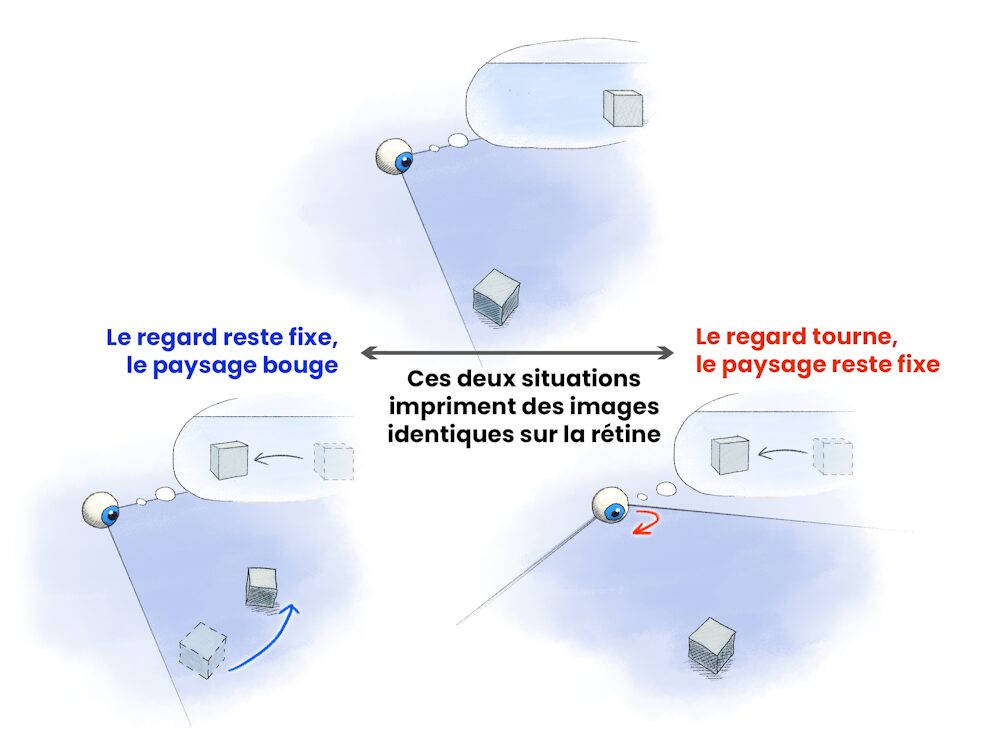 Cette illustration montre que la rotation du paysage autour de nous et la rotation de nos yeux produisent toutes deux la même image sur la rétine. Pour différencier ces deux situations, le cerveau « soustrait » le mouvement qu’il sait être dû à nos propres yeux, car il a lui-même envoyé une commande motrice à nos muscles oculaires. Ainsi, lorsque la rotation est autogénérée, nous continuons à percevoir le monde extérieur comme fixe et stable. // Source : François Dernoncourt Cette illustration montre que la rotation du paysage autour de nous et la rotation de nos yeux produisent toutes deux la même image sur la rétine. Pour différencier ces deux situations, le cerveau « soustrait » le mouvement qu’il sait être dû à nos propres yeux, car il a lui-même envoyé une commande motrice à nos muscles oculaires. Ainsi, lorsque la rotation est autogénérée, nous continuons à percevoir le monde extérieur comme fixe et stable. // Source : François Dernoncourt