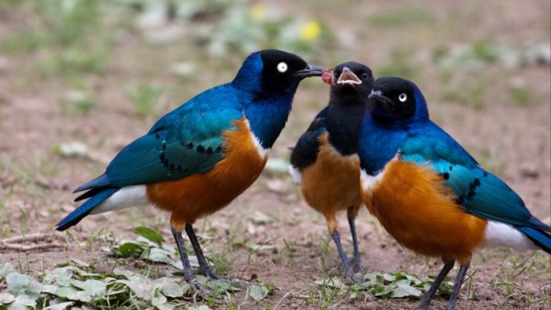 L’amitié existe chez les oiseaux, cette découverte le prouve