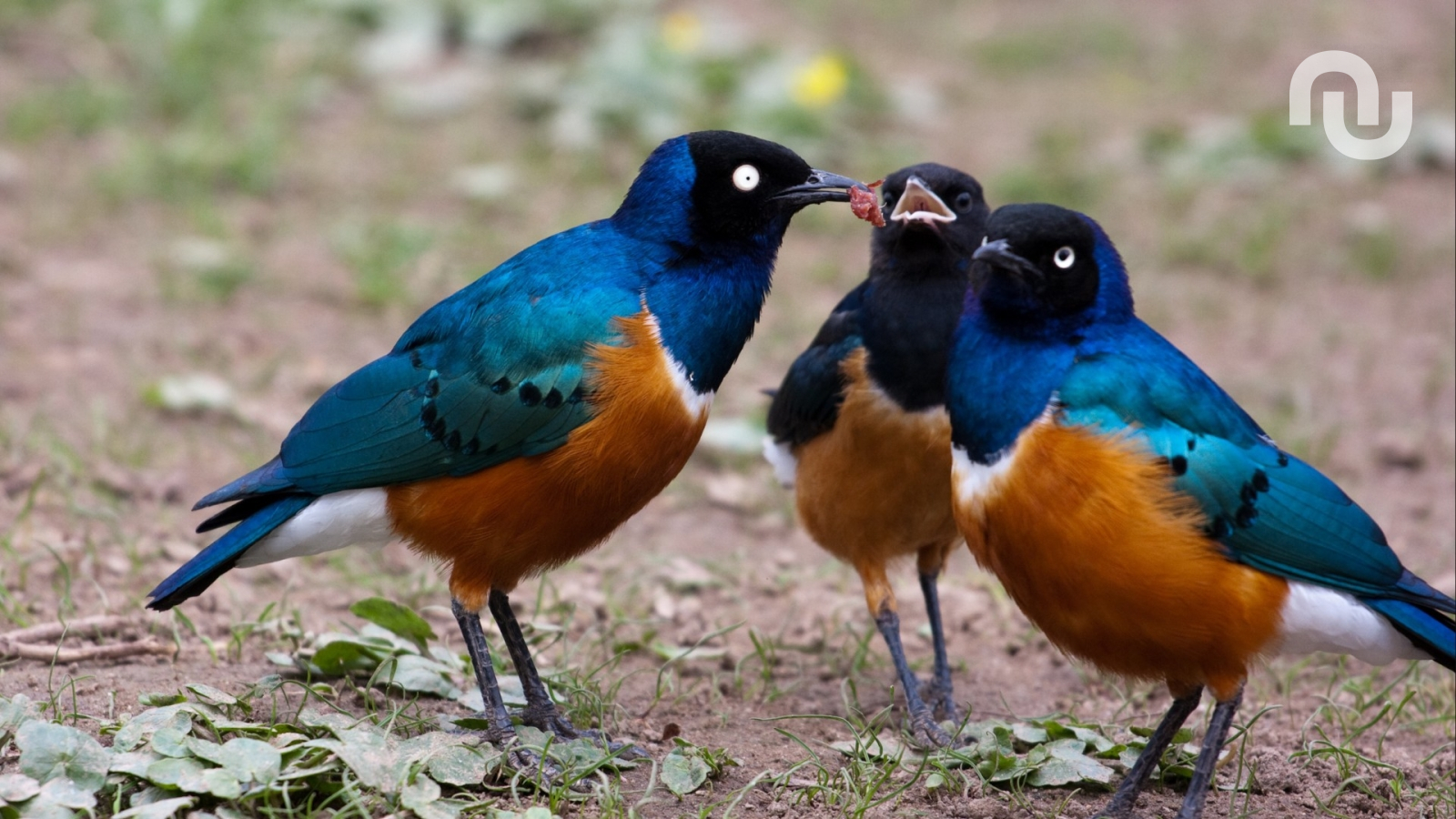 L’amitié existe chez les oiseaux, cette découverte le prouve