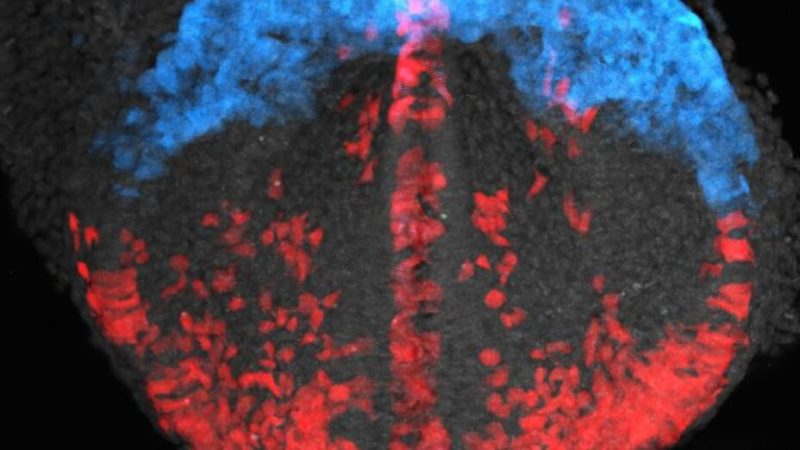 Des scientifiques ont filmé la formation d’un cœur en direct