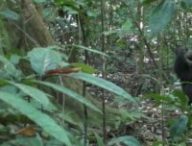 Capture écran vidéo "Chimpanzés tambourinant" // Source : Current Biology/Eleuteri et al.