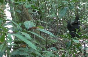 Capture écran vidéo "Chimpanzés tambourinant" // Source : Current Biology/Eleuteri et al.