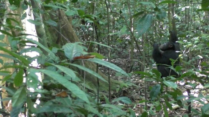 Des solos de batterie dans la jungle : comment les chimpanzés changent notre vision de la musique