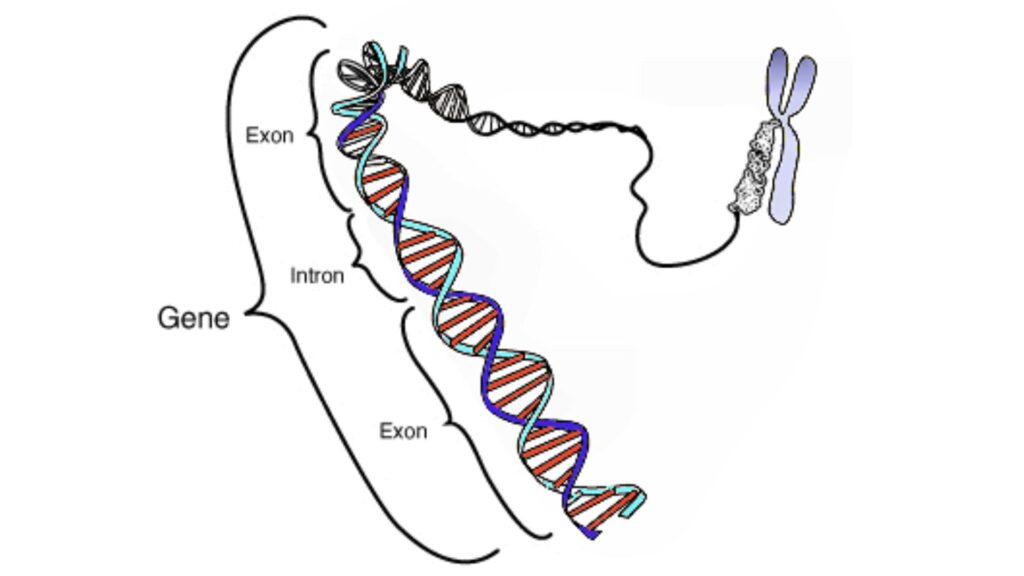 Représentation d'un gène. Les exons sont des parties présentes une fois transcrites tandis que les introns seront retirés. // Source : Wikimédia - National Human Genome Research Institute Représentation d'un gène. Les exons sont des parties présentes une fois transcrites tandis que les introns seront retirés. // Source : Wikimédia - National Human Genome Research Institute