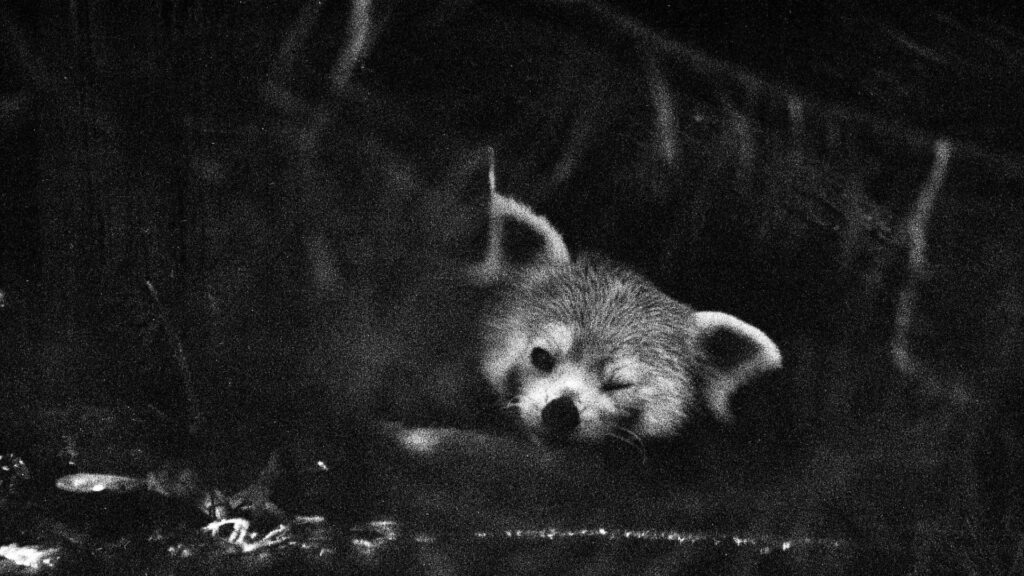 Firefox fin Firefox fin